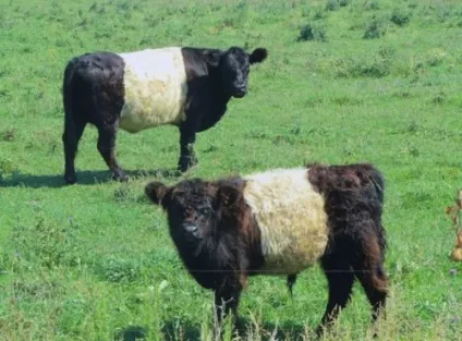 Топ-10 дивні, рідкісні та незвичайні породи корів (Cows Може виглядають) Топ-10 дивні, рідкісні і незвичайні породи корів