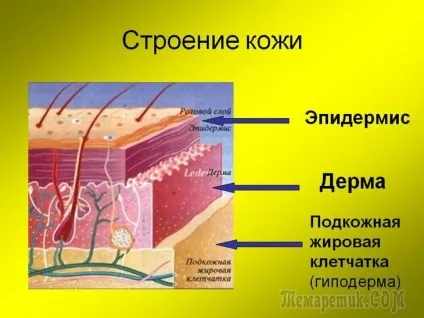 Типи шкіри і стану шкіри