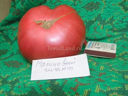 Томат малиновий гігант опис сорту, відгуки, фото, характеристика (опис) Томат малиновий гігант опис сорту, відгуки, фото, характеристика