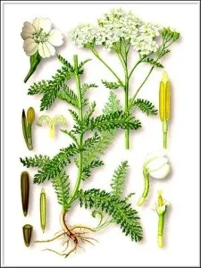 Трава з тисячами листів