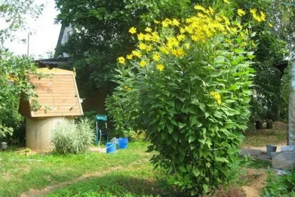 Топінамбур - вирощування і догляд на дачі, умови зберігання топінамбура (відхід) Топінамбур - вирощування і догляд на дачі, умови зберігання топінамбура