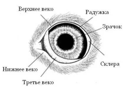Третє віко у кішки