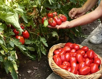 Збирання врожаю помідор (врожаю) Збирання врожаю помідор