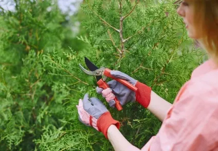 Туя - посадка і догляд в саду і домашніх умовах (хвойні дерева) Туя - посадка і догляд в саду і домашніх умовах
