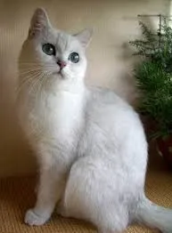 У кішки виділення з вух