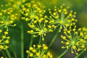 Кріп для особи застосування (кріп) Кріп для особи застосування