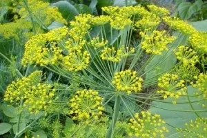 Кріп для особи користь, ефективність, рецепти народних засобів (кріп) Кріп для особи користь, ефективність, рецепти народних засобів