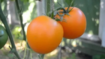 Ультраскоростиглий сорти томатів опис, вирощування і догляд
