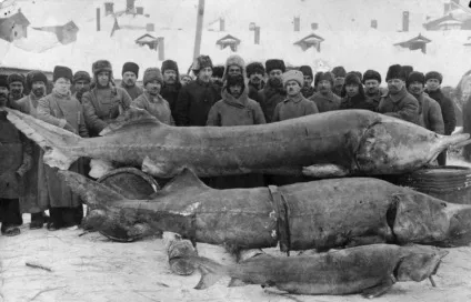Дивовижні і маловідомі факти з історііУкаіни (історії) Дивовижні і маловідомі факти з історііУкаіни
