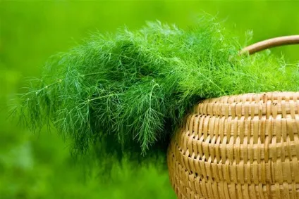 Кріп для особи корисна зелень, народний засіб краси в домашніх умовах (кріп для особи як приготувати маска з кропу для особи рецепт застосування показання склад будинку користь) Кріп для особи корисна зелень, народний засіб краси в домашніх умовах