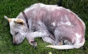 Вушний кліщ у собак симптоми і лікування, «дай лапу»