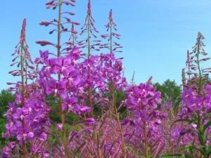 Урологічний чай від простатиту зелений чай і урологічний збір при простатиті (урологічний) Урологічний чай від простатиту зелений чай і урологічний збір при простатиті