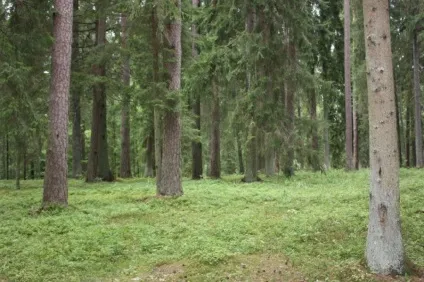 Садиба «Михайлівське» в псковської області (Пушгорах) Садиба «Михайлівське» в псковської області