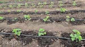 Пристрій автополива на дачі переваги, варіанти систем, монтаж своїми руками (пристрій) Пристрій автополива на дачі переваги, варіанти систем, монтаж своїми руками