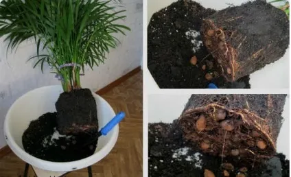 Догляд за ареки в домашніх умовах, чому сохнуть листя у квітки, пересадка восени, фото (листя) Догляд за ареки в домашніх умовах, чому сохнуть листя у квітки, пересадка восени, фото