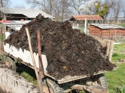 Догляд за гарбузом у відкритому грунті полив, підживлення, добрива (грунті) Догляд за гарбузом у відкритому грунті полив, підживлення, добрива