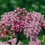 Ваточник - посадка і догляд, фото, садимо сад (посадка) Ваточник - посадка і догляд, фото, садимо сад
