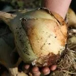 Ваточник - посадка і догляд, фото, садимо сад (догляд) Ваточник - посадка і догляд, фото, садимо сад