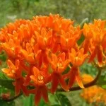Ваточник - посадка і догляд, фото, садимо сад (ваточник) Ваточник - посадка і догляд, фото, садимо сад