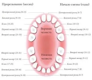 Ваші зуби - корисний довідник про зубах (зубів сторона називається) Ваші зуби - корисний довідник про зубах