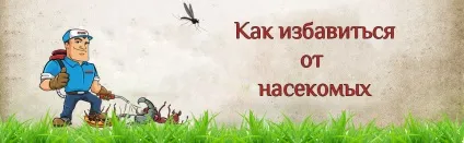 Венерина мухоловка фото, основи догляду та обробіток в приміщенні (венерина) Венерина мухоловка фото, основи догляду та обробіток в приміщенні