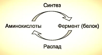 Важливі факти про гормонах, все цікаве