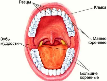 Ваші зуби - корисний довідник про зубах (зубів сторона називається) Ваші зуби - корисний довідник про зубах