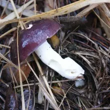 Види їстівних грибів сироїжки опис і фото, як виглядають різновиди роду (сироїжки) Види їстівних грибів сироїжки опис і фото, як виглядають різновиди роду