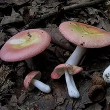 Види їстівних грибів сироїжки опис і фото, як виглядають різновиди роду (опис) Види їстівних грибів сироїжки опис і фото, як виглядають різновиди роду