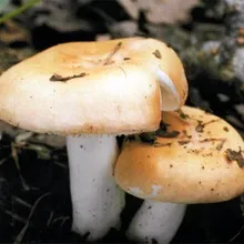 Види їстівних грибів сироїжки опис і фото, як виглядають різновиди роду (сироїжки) Види їстівних грибів сироїжки опис і фото, як виглядають різновиди роду