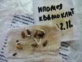 Вибір насіння квітів - прописні істини для початківця квітникаря (посів і розсада) Вибір насіння квітів - прописні істини для початківця квітникаря