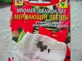 Вибір насіння квітів - прописні істини для початківця квітникаря (квіти насіння поштою) Вибір насіння квітів - прописні істини для початківця квітникаря