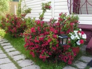 Вейгела посадка і догляд, поради квітникаря, ідеї для дому та саду