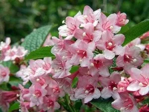 Вейгела посадка і догляд, поради квітникаря, ідеї для дому та саду