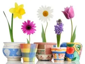 Вибір ідеального квіткового горщика (буде виглядати дуже) Вибір ідеального горщик для квітів!
