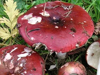 Види їстівних грибів сироїжки опис і фото, як виглядають різновиди роду (опис) Види їстівних грибів сироїжки опис і фото, як виглядають різновиди роду