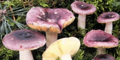Види їстівних грибів сироїжки опис і фото, як виглядають різновиди роду (опис) Види їстівних грибів сироїжки опис і фото, як виглядають різновиди роду