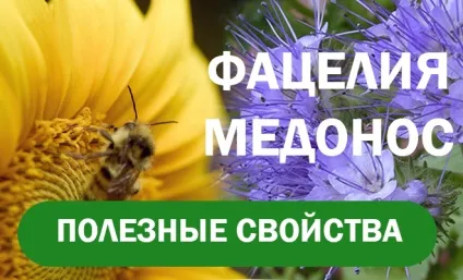 Види медоносної трави