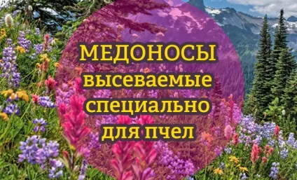 Види медоносної трави