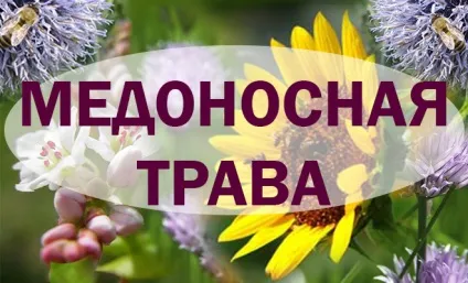 Види медоносної трави