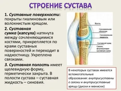 види суглобів