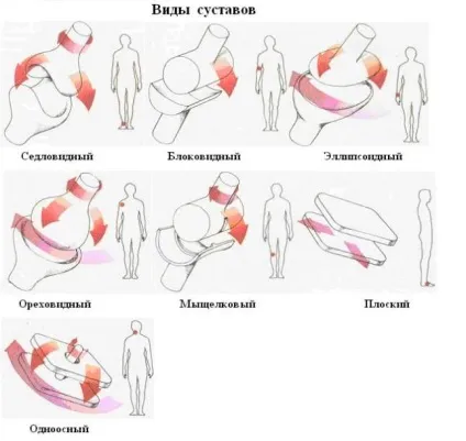 види суглобів