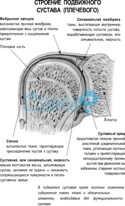 види суглобів