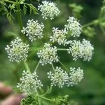 Вирощування чорного кмину (кмину) Вирощування чорного кмину