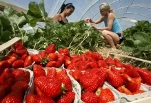 Вирощування полуниці в теплиці самозапильних сорту, по відео, полікарбонат для парника (вирощування) Вирощування полуниці в теплиці самозапильних сорту, по відео, полікарбонат для парника