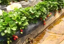 Вирощування полуниці в теплиці самозапильних сорту, по відео, полікарбонат для парника (полуниці) Вирощування полуниці в теплиці самозапильних сорту, по відео, полікарбонат для парника
