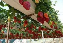 Вирощування полуниці в теплиці самозапильних сорту, по відео, полікарбонат для парника (сорти) Вирощування полуниці в теплиці самозапильних сорту, по відео, полікарбонат для парника