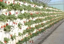 Вирощування полуниці в теплиці самозапильних сорту, по відео, полікарбонат для парника (полікарбонат) Вирощування полуниці в теплиці самозапильних сорту, по відео, полікарбонат для парника