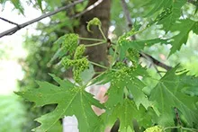 Вирости на листках хвороба (листі) Вирости на листках хвороба