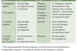 Вирощування розсади капусти особливості, спосіб пікіровка (спосіб) Вирощування розсади капусти особливості, спосіб пікіровка